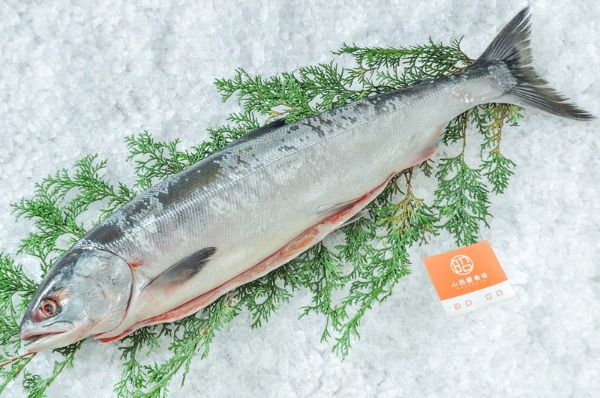 小西鮮魚店　時鮭（トキシラズ）（北海道函館産）
