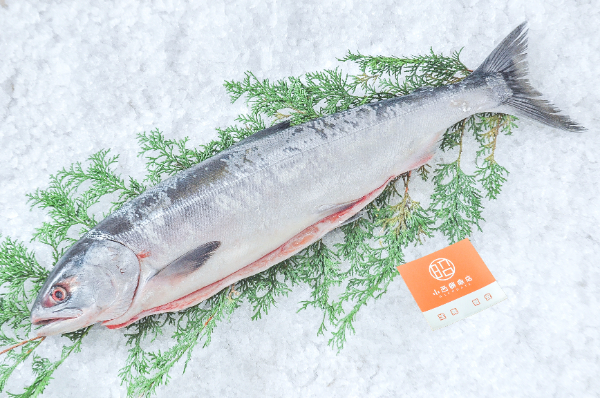 小西鮮魚店　時鮭（トキシラズ）（北海道函館産）