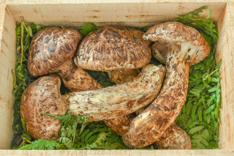 天然キノコ　香茸1キロ 香茸 【業務用食材の仕入れなら八面六臂】