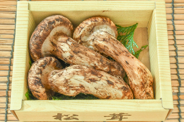 松茸　箱3玉入