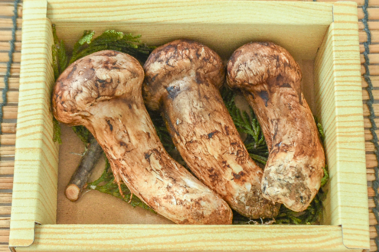【北海道産地】9月6日朝収穫！美味しい松茸　141g 松茸 【業務用食材の仕入れなら八面六臂】
