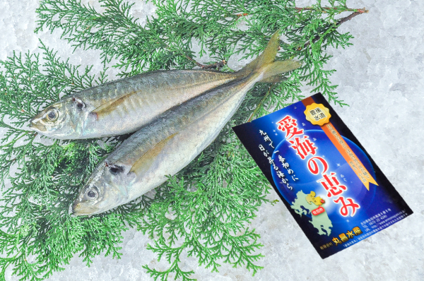 愛海の恵み（丸昌水産）マルアジ（大分県佐伯産）