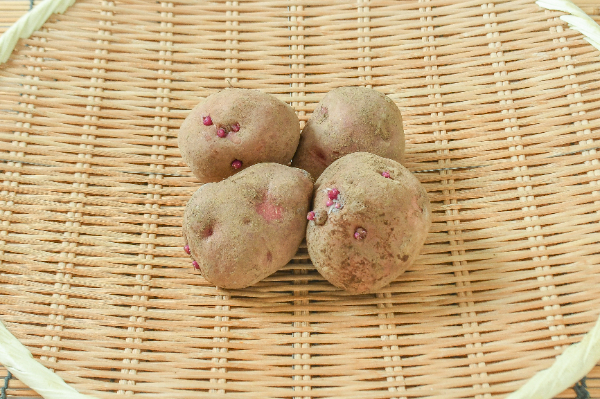 アンデスレッド（BL）500gr