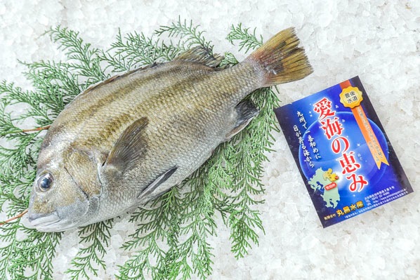 シマセトダイ（定置網）