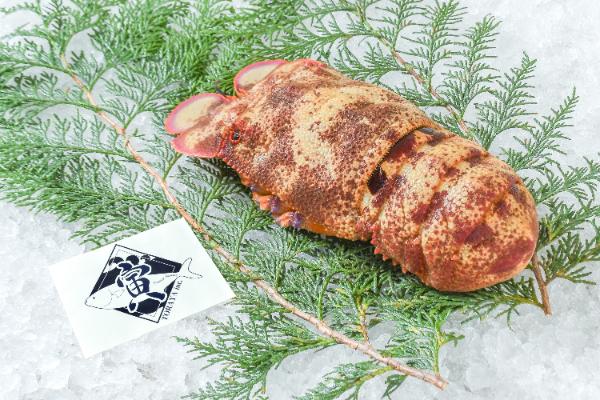 セミエビ（カゴ漁）