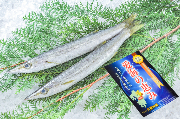 タイワンカマス（定置網）