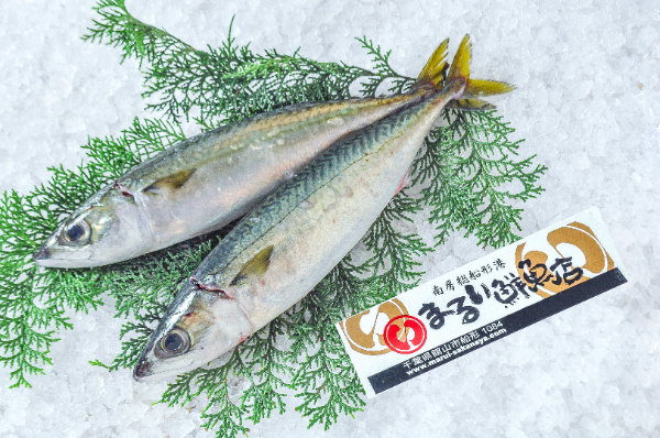 まるい鮮魚店　マサバ（千葉県館山市船形産）