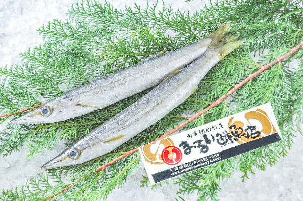 アカカマス（定置網）