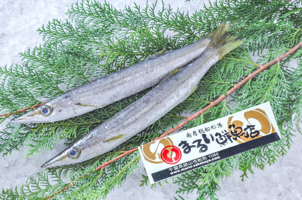 まるい鮮魚店　アカカマス（千葉県館山市船形産）