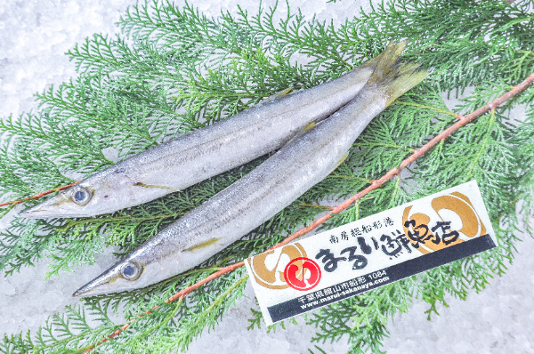 まるい鮮魚店　アカカマス（千葉県館山市船形産）
