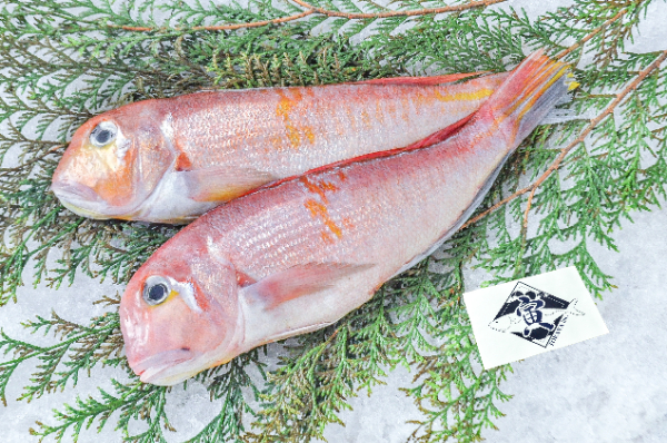 アカアマダイ（釣物）