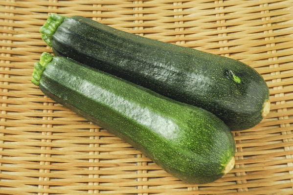 荏原　ズッキーニ　8本