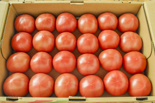 大玉トマト（28玉サイズ）