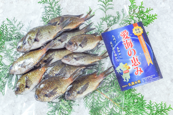愛海の恵み（丸昌水産）　スズメダイ　500gr（大分県佐伯産）