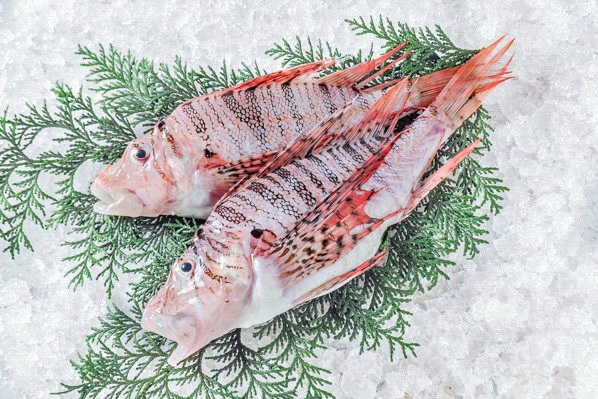 三枚網 エビ網用(数量40網まとめ売)