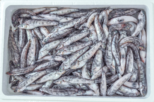 メヒカリ（底曳網）