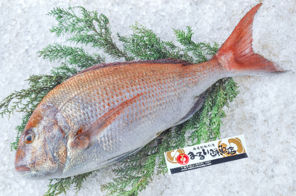 まるい鮮魚店　マダイ（千葉県館山市船形産）