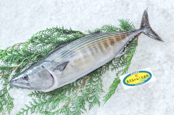 鹿児島かねご水産　首折れハガツオ（鹿児島県産）