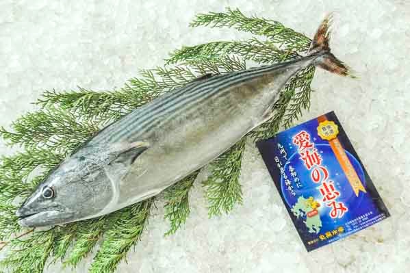 ハガツオ 八面六臂