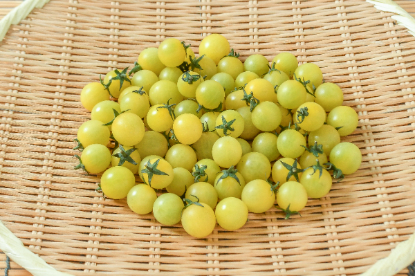 サンシトロン（小）