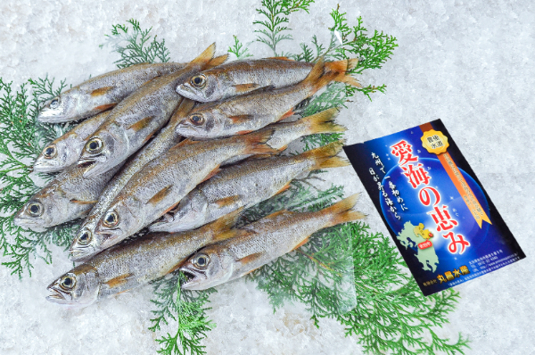 愛海の恵み（丸昌水産）　ムツ　1kg（大分県佐伯産）