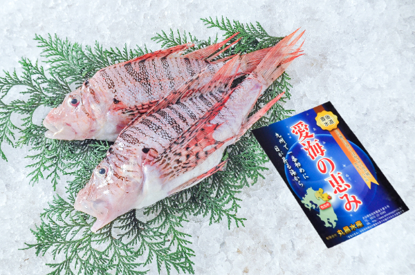 愛海の恵み（丸昌水産）　ミノカサゴ（大分県佐伯産）