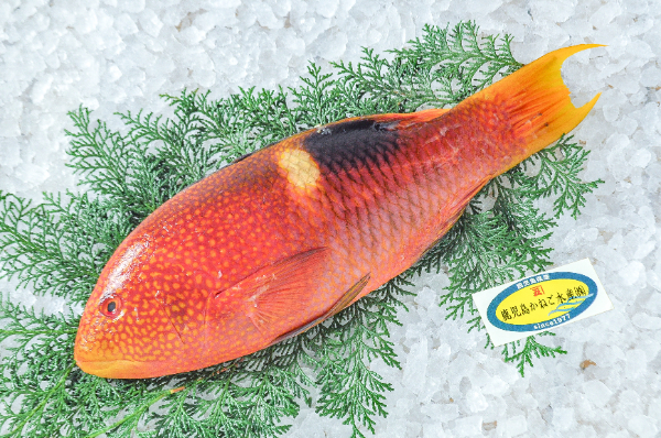 タキベラ（釣物）