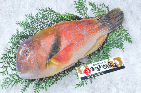 まるい鮮魚店　イラ（千葉県館山市船形産）