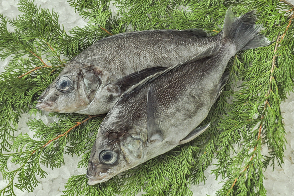 ツボダイ 釣物 八面六臂