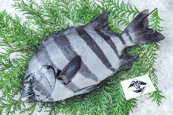 土佐銛　釣り　お値段交渉あり 土佐銛 釣り お値段交渉あり
