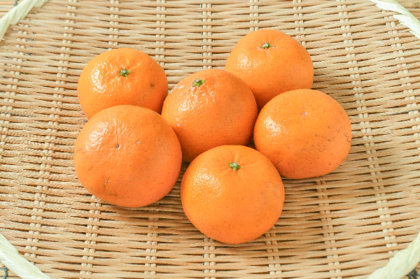 はれひめ（L）（秀）