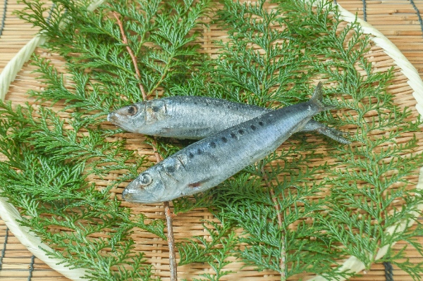 セグロイワシ 【業務用食材の仕入れなら八面六臂】