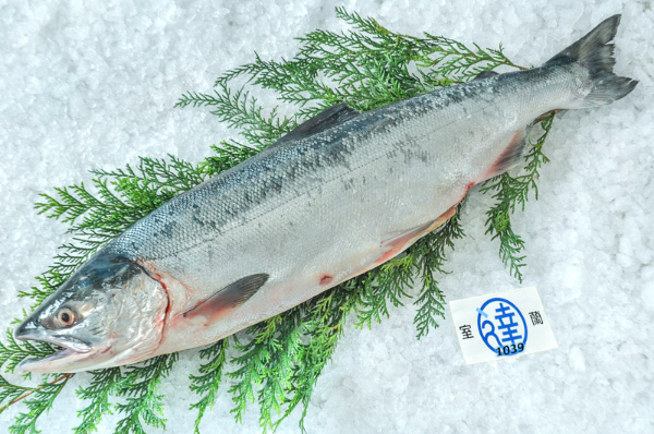 室蘭丸達水産　紅鮭（北海道室蘭産）