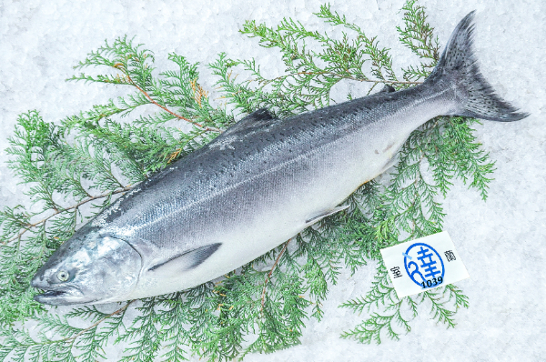 国産サクラマス（天然・養殖） 【業務用食材の仕入れなら八面六臂】