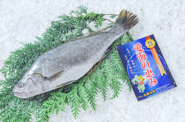 愛海の恵み（丸昌水産）　イシモチ（シログチ）(2)（大分県佐伯産）