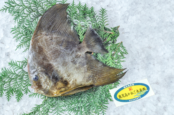 鹿児島かねご水産　ツバメウオ（鹿児島県産）