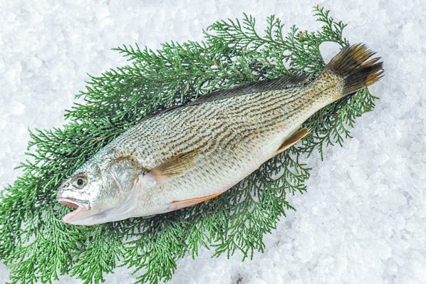 コイチ（定置網）（半身）（ウロコ取り）（加熱用）