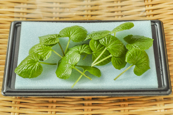 徳島マイクロ葉わさび 八面六臂