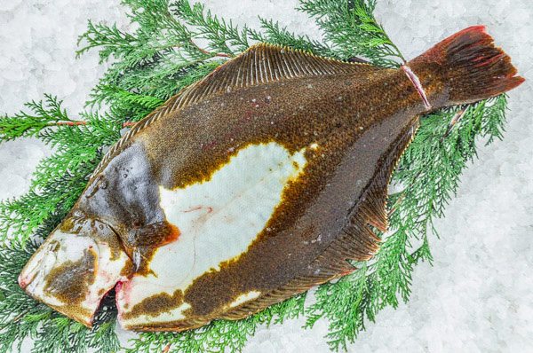 北海道産活〆マコガレイ（真子鰈）2尾（2kg前後）〔B〕北港直販