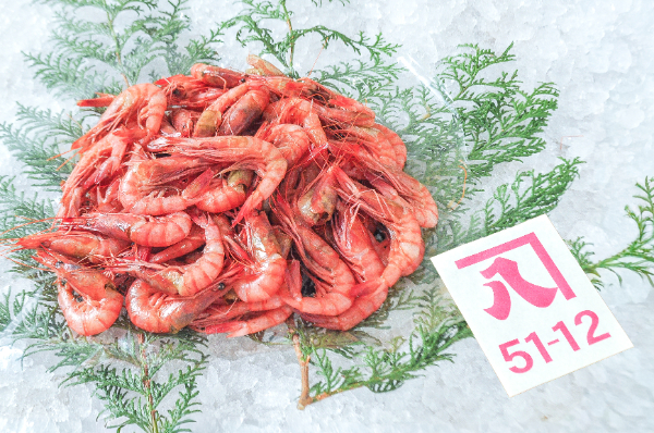 ヒカリチヒロエビ（20g前後サイズ）（底曳網） 【業務用食材の仕入れ