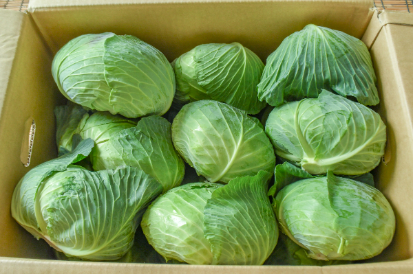 キャベツ（8玉サイズ） 【業務用食材の仕入れなら八面六臂】