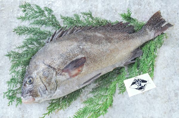 TORAYA　活〆コショウダイ（愛媛県宇和島産）