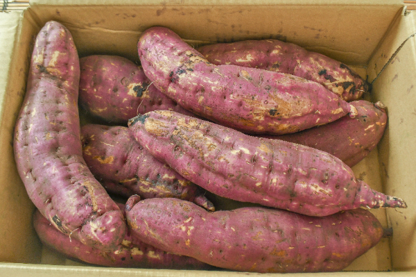 紅はるか（2L）箱5kg