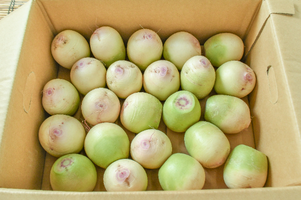 紅芯大根（小）箱4kg