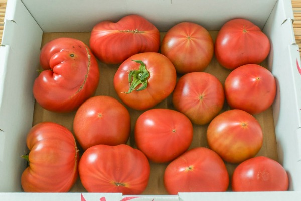 中玉トマト（ロッソトマト）（無2L）