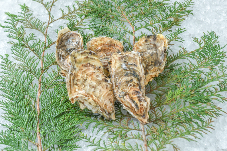 深海熟成牡蠣「碧」（養殖）（85‐100gサイズ）（A）