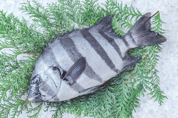 活〆イシダイ（釣物）