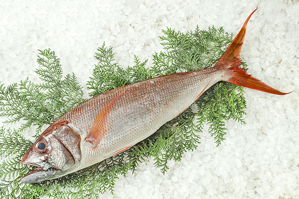 オオグチイシチビキ 釣物 八面六臂