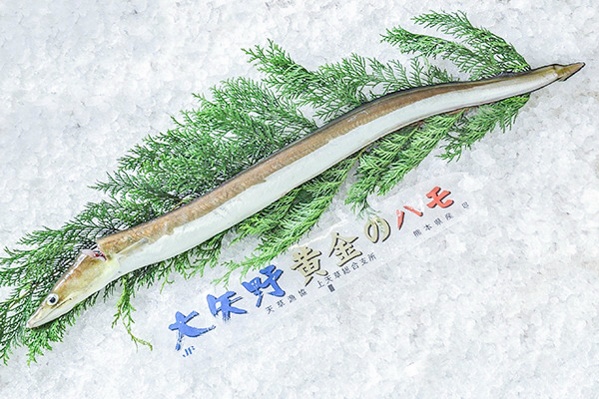 活〆ハモ（釣物）