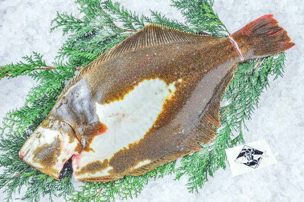 TORAYA　養殖ヒラメ（愛媛県宇和島産）